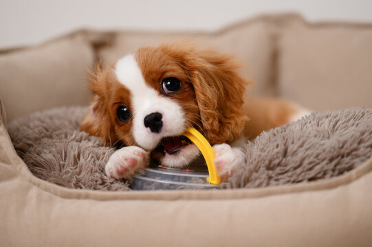 Puppy chews on yellow toy handle while lying in dog bed. Charles Spaniel dog chews on plastic box while teething.