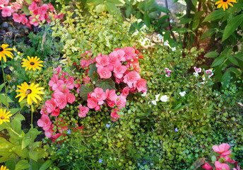 Fototapeta premium Pink begonia flowers in the center of a summer flowerbed.Begonia semperflorens