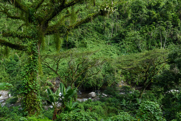 Fototapeta premium Landscape at the Blue Mountains in Jamaica