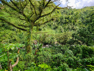 Landscape at the Blue Mountains in Jamaica