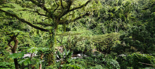 Landscape at the Blue Mountains in Jamaica