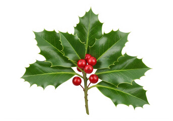 Holly leaf with red berries illustration, isolated on transparent background
