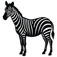 Fototapeta premium zibbra vector