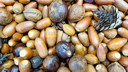 どんぐりと木の実のテクスチャ背景