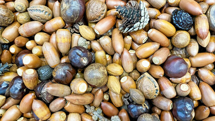 どんぐりと木の実のテクスチャ背景