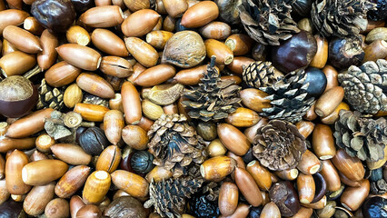 どんぐりと木の実のテクスチャ背景