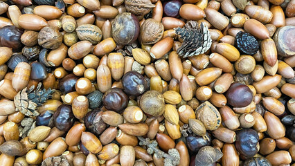 どんぐりと木の実のテクスチャ背景