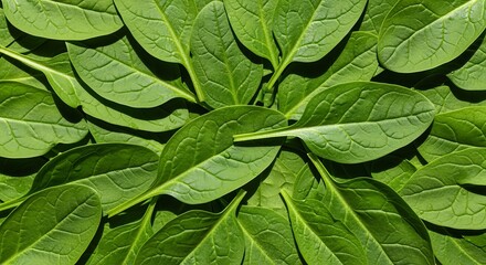 Fresh spinach leaves with vibrant green color and visible veins, perfect for healthy eating and nutritious recipes, showcasing the beauty of nature's bounty and freshness.