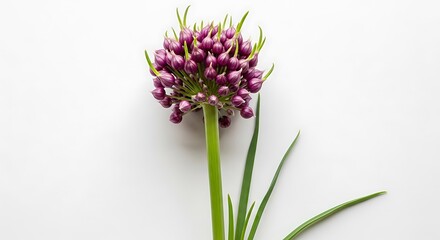 Obraz premium Allium Sphaerocephalon - A Close-Up of a Purple Round-Headed Leek Flower.