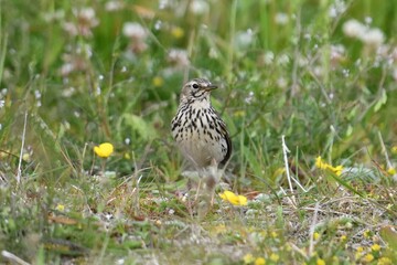 Fototapeta premium Meadow pipit (Anthus pratensis) standing in grassland habitat