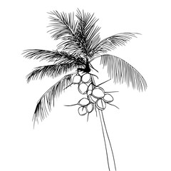 Obraz premium A detailed black and white line drawing of a coconut tree with coconuts hanging from the branches isolated