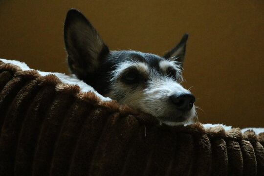 Perrita