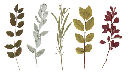 Pressed Botanical Leaves collection. Vintage dried isolated Branches herbarium set for nature journals, modern collages, scrapbooking, organic invitations, and floral diy crafts © Anna