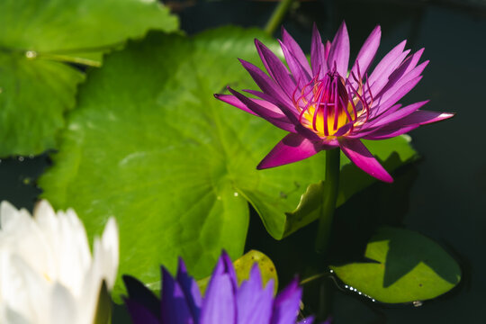池に咲いているスイレンの花