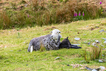 A Herdwick sheep and her lamb in Honister Pass in the English Lake District National Park (UNESCO World Heritage Site), Cumbria, England UK