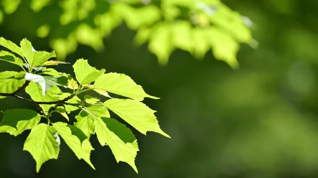 Bright green leaves on a branch in sunlit nature