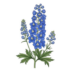 Fototapeta premium A blue delphinium flower with green leaves on a white background