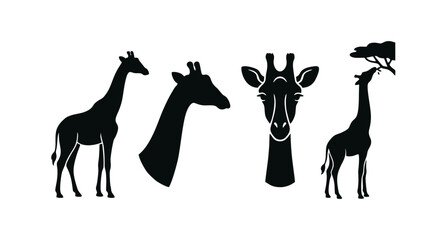 Fototapeta premium Four black silhouette illustrations of giraffes in various poses, including full body, head, and eating from a tree.