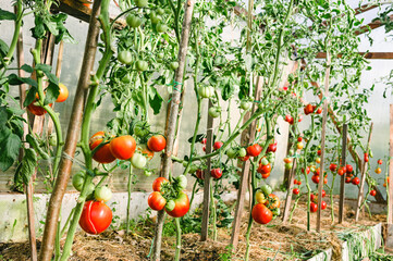 tomato greenhouse cultivation, organic farming and homegrown harvest