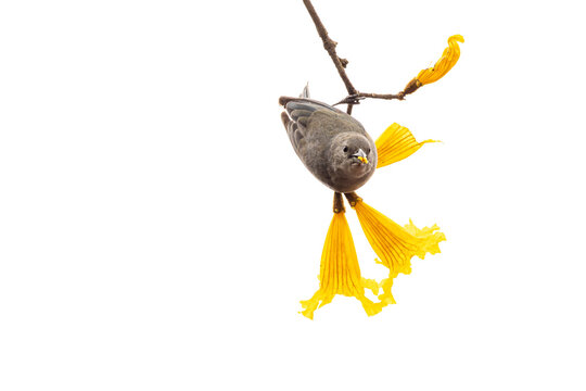 Sanha&ccedil;u-cinzento ave da fauna tropical se alimentando das flores de um Ip&ecirc; Amarelo. 