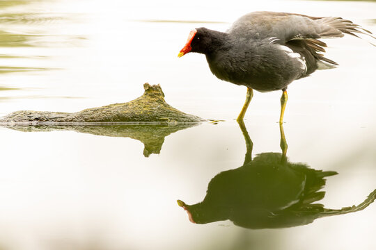 Galinha de &aacute;gua, ave encontrada em lagos e lagoas. 