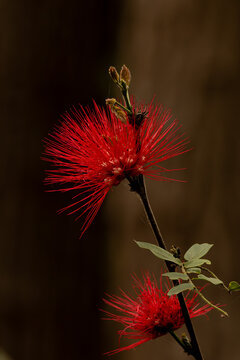 Caliandra uma flor de cor vermelha que lembra um pompom. 