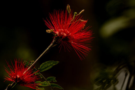 Caliandra uma flor de cor vermelha que lembra um pompom. 