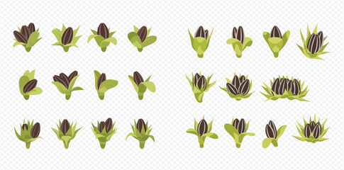 Fototapeta premium Set of sunflower seeds in different stages of development, from bud to mature seeds, isolated on a transparent background.