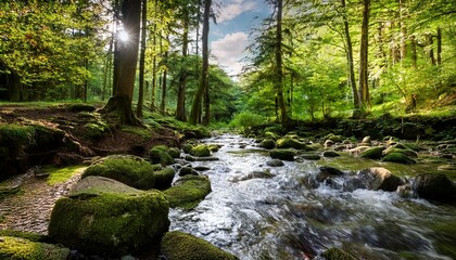 Obraz premium stream between the trees of the forest