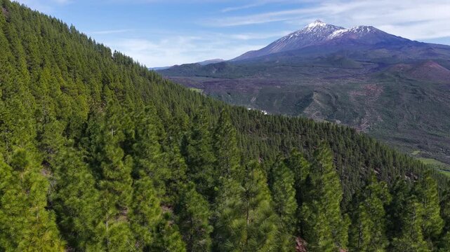 Aerial panorama of Mount Teide volcano summit rising above the Corona Forestal pine tree canopy in Tenerife