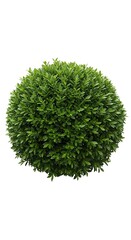 Perfectly Spherical Boxwood Topiary - A Green Garden Ornament.