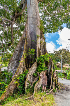 A view towards the base of a silk cotton tree in the rainforest in Tobago on a bright day in January