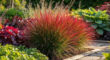 Ornamental Grass in a Garden Setting with Vibrant Colors.