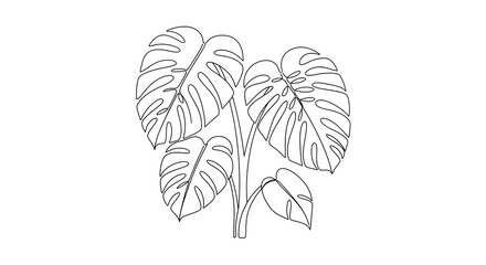 Monstera Plant Outline - A Simple and Elegant Botanical Illustration.