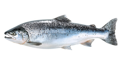 Obraz premium A close-up view of a silver fish with distinctive black spots and a streamlined body isolated on transparent background
