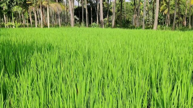 A wide view shows healthy paddy saplings growing in farmland beside an areca nut plantation