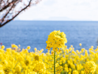菜の花　海辺