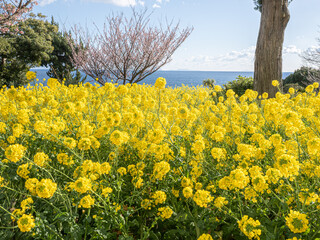 菜の花　海辺
