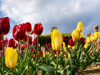 チューリップ　春