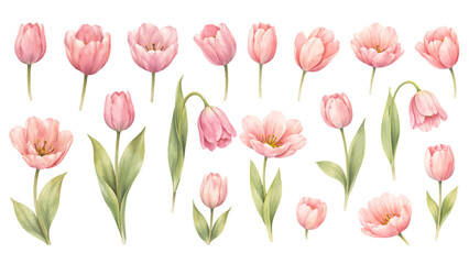 Obraz premium A charming watercolor collection of pink tulips, including blooming flowers, closed buds, and graceful green leaves in soft pastel tones.