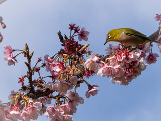 メジロ　春