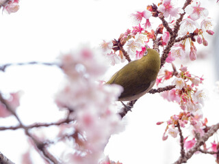 メジロ　春