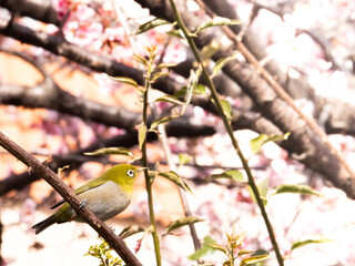 メジロ　春