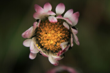 Natural Bellis Perennis Macro Photo  © Recep