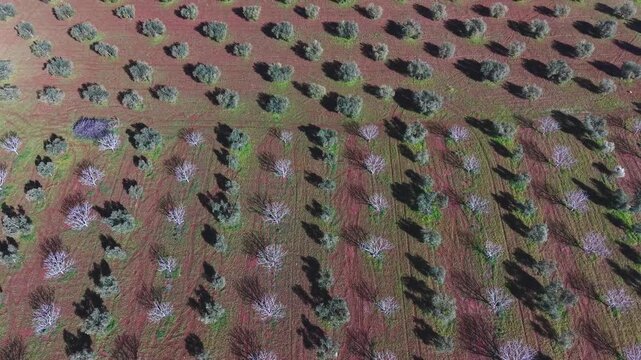Aerial Drone View of Olive, Almond, and Pistachio Groves &ndash; Diverse Planting Patterns Across Parcels