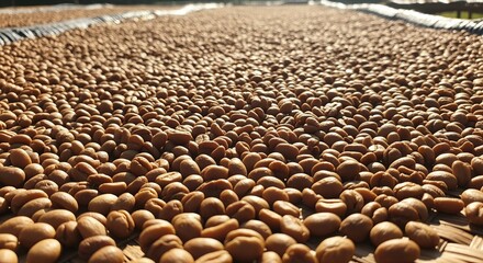 Expansive view of raw coffee beans spread on drying beds, naturally sun-dried after harvest, highlighting traditional processing for quality coffee production