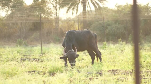 A powerful water buffalo standing calmly in a rural outdoor setting under warm natural sunlight. Captured in cinematic 4K 10-bit quality, ideal for agriculture, village life, and documentary projects.