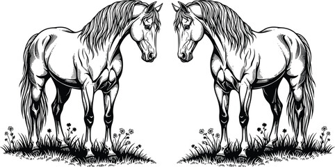 Two horses facing each other illustration, black and white drawing, symmetrical composition, muscular build, flowing mane artwork, nature scene, flavector © MstMarufa