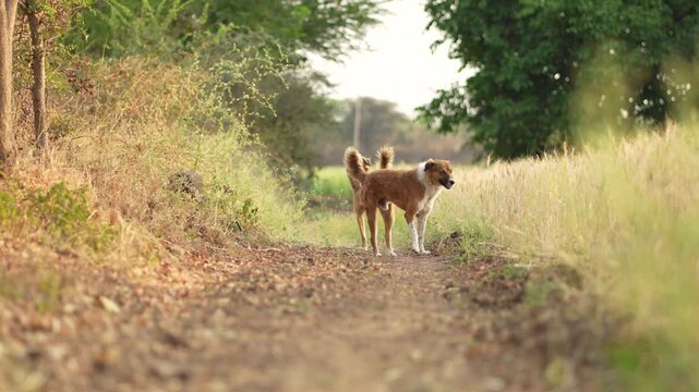 Desi Dog High-Quality Raw Footage for Professional Projects | slog3 10bit 4k, Unedited Clips