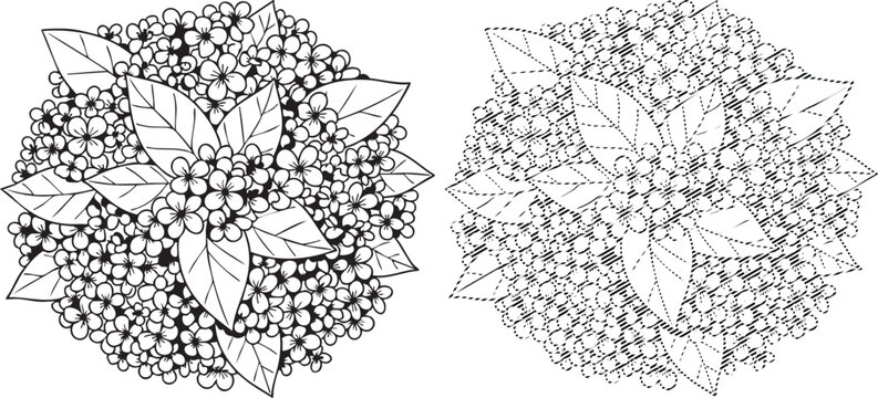 Black and white illustration of hydrangea flowers and leaves from above, showing two styles
